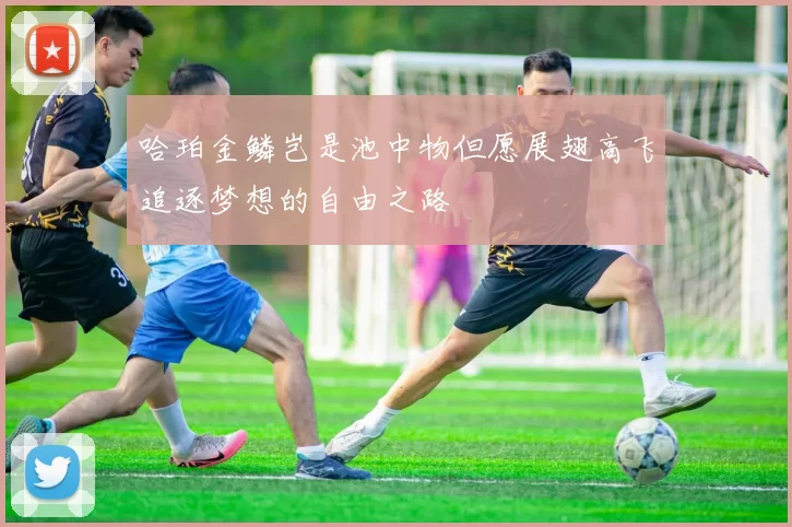 哈珀金鳞岂是池中物但愿展翅高飞追逐梦想的自由之路